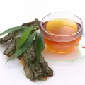 Диуретичен чай с бреза и хвощ
