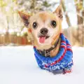 Нуждаят ли се кучетата от зимни дрехи?
