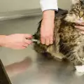 Нужни ли са ваксини за котката?