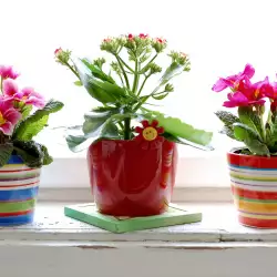 Декоративни цветя за дома