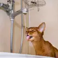 Котката почти не пие вода: Какво да направя?
