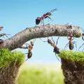 Натурални средства за борба с мравките
