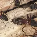 Кои миризми отблъскват мравките?