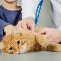 Признаци, че котката ти се нуждае спешно от ветеринарен преглед