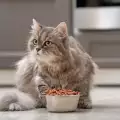 Хранене на възрастна котка