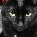 Тя развали атмосферата в къщата ни