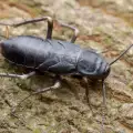 Средства за прогонване на хлебарки