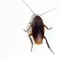 Домашни методи за справяне с хлебарките
