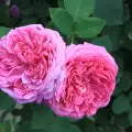 Как се полива роза дамасцена