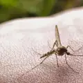 Натурални етерични масла срещу комари