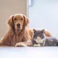 Куче или котка да избера за домашен любимец