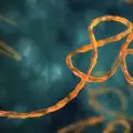 Нов лек срещу вируса на Ебола