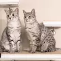Най-сладките породи котки