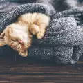 Колко спят котките?