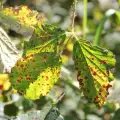 Препарати срещу ръжда по листата