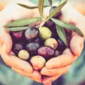 Екстракт от маслинови листа - ползи и приложения