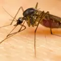 Как да се предпазим от ухапвания от комари?