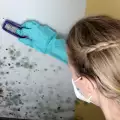 Как се почиства мухъл от стена?