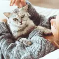 Как да галим котката правилно?