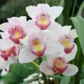 Как да си отглеждаме орхидея