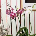 Как да съживим орхидея?