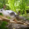 Имам зайче, което много обичам, но се оказа заразено с паразит!
