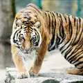 В годината на Тигъра - с тигрови дрехи