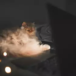 Как да накараме котката да спи през нощта
