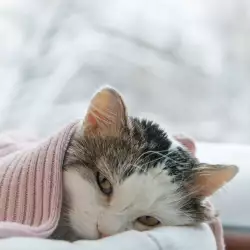 Как да разберем, че котето ни е болно?