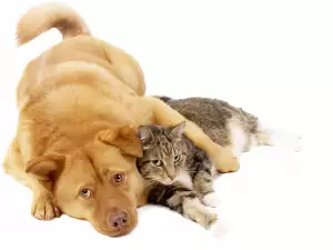 Кучета и котки