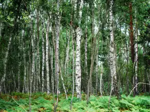 Страх т дървета