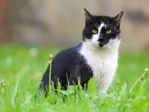 За котките не е полезно да излизат навън?
