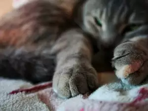 Как котките лекуват хората