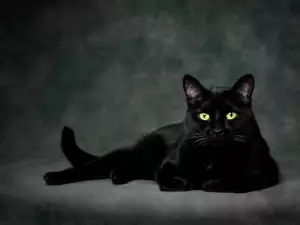 Черна котка