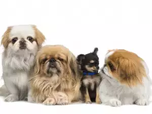 Домашни любимци