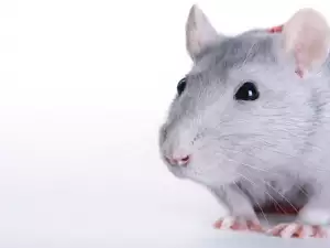 Мусофобия