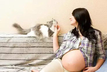 Почистване на котешка тоалетна през бременността - опасно ли е?
