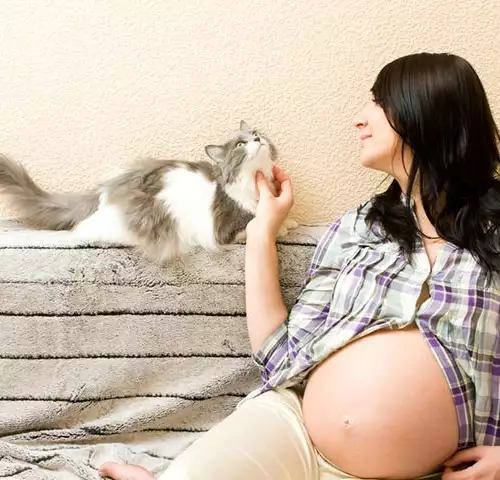 Почистване на котешка тоалетна през бременността - опасно ли е?