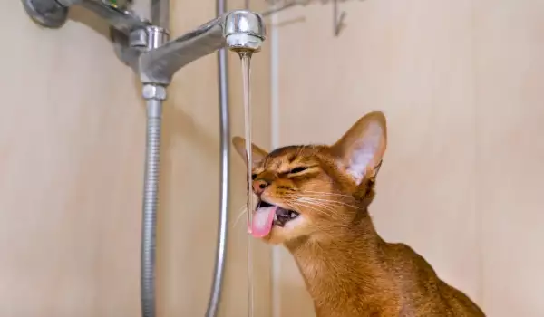 Котките обичат да пият течаща вода