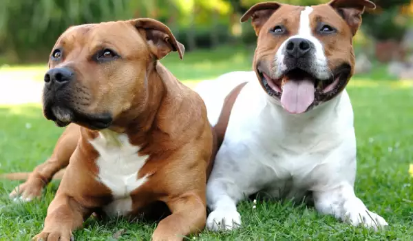 Съжителството на две мъжки кучета може да бъде проблемно