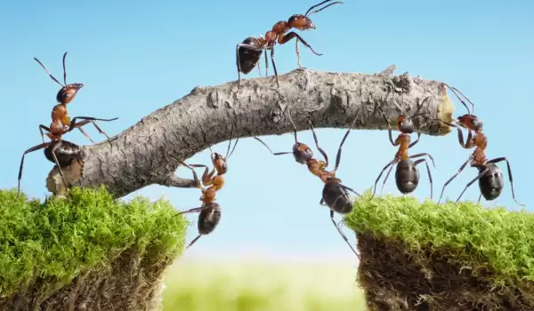 Борба с мравки