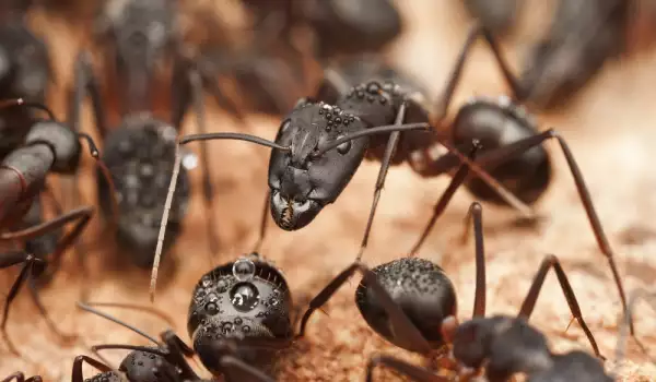 Как да се справим с мравките вкъщи