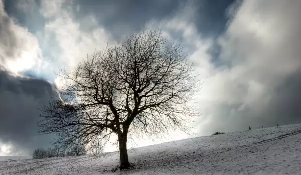Големите дървета се пресаждат през зимата