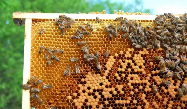 Пчелен подмор - за какво помага