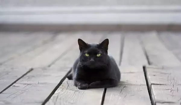 Черни котки