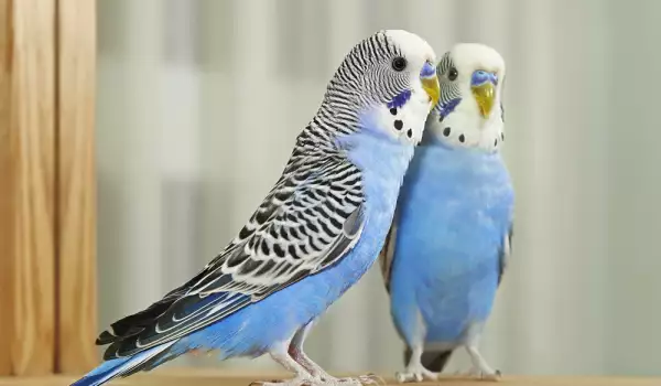 Как да се грижим за вълнисти папагалчета