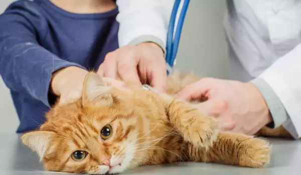Болната котка има нужда от ветеринарен лекар