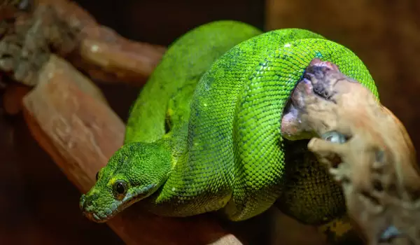 Зелена змия