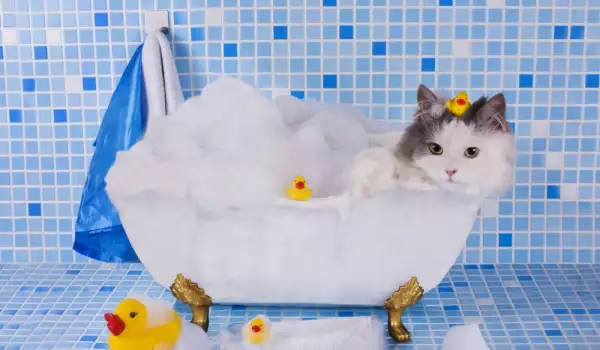 Колко често се къпе котката?