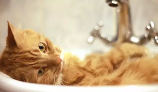 Къпане на котка